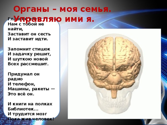 Органы – моя семья.  Управляю ими я. Главнее его  Нам с тобой не найти,  Заставит он сесть  И заставит идти.   Запомнит стишок  И задачку решит,  И шуткою новой  Всех рассмешит.   Придумал он радио  И телефон,  Машины, ракеты —  Это всё он.   И книги на полках  Библиотек...  И трудится мозг  Пока жив человек! 