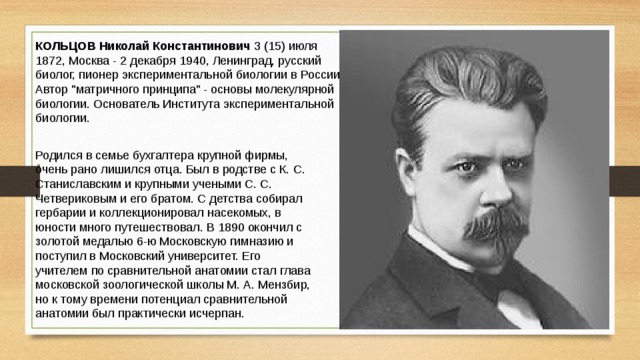 КОЛЬЦОВ Николай Константинович  3 (15) июля 1872, Москва - 2 декабря 1940, Ленинград, русский биолог, пионер экспериментальной биологии в России. Автор 