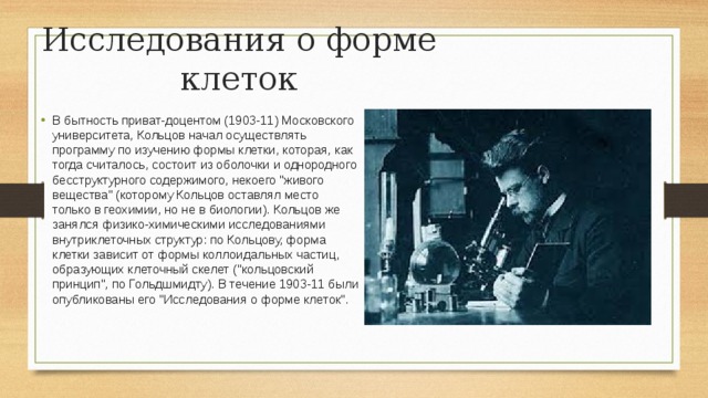 Исследования о форме клеток В бытность приват-доцентом (1903-11) Московского университета, Кольцов начал осуществлять программу по изучению формы клетки, которая, как тогда считалось, состоит из оболочки и однородного бесструктурного содержимого, некоего 