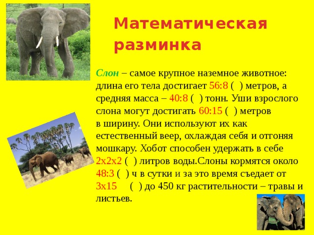 Математическая разминка Слон – самое крупное наземное животное: длина его тела достигает 56:8 ( ) метров, а средняя масса – 40:8 ( ) тонн. Уши взрослого слона могут достигать 60:15 ( ) метров в ширину. Они используют их как естественный веер, охлаждая себя и отгоняя мошкару. Хобот способен удержать в себе 2х2х2 ( ) литров воды.Слоны кормятся около 48:3 ( ) ч в сутки и за это время съедает от 3х15 ( ) до 450 кг растительности – травы и листьев. 
