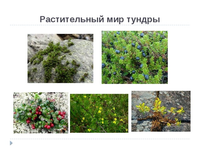 Растения встречаются в тундре. Растительный мир тундры. Растения тундры. Растительный мир тундры в России. Растения тундры 4 класс.
