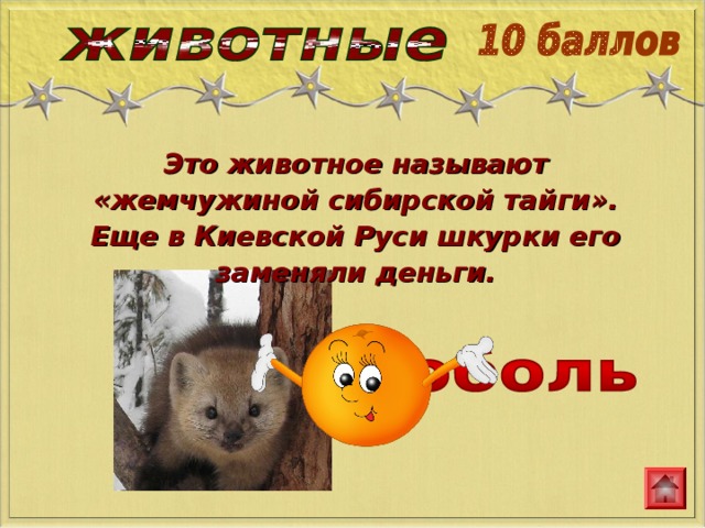 Это животное называют «жемчужиной сибирской тайги». Еще в Киевской Руси шкурки его заменяли деньги. 