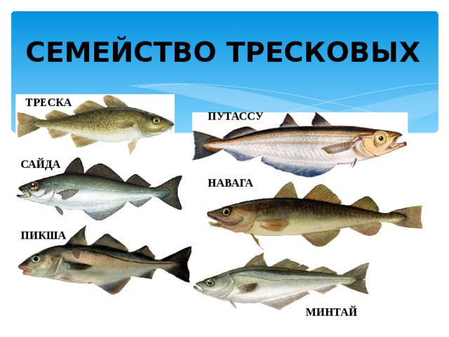 СЕМЕЙСТВО ТРЕСКОВЫХ ТРЕСКА ПУТАССУ САЙДА НАВАГА ПИКША МИНТАЙ 