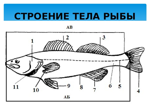 СТРОЕНИЕ ТЕЛА РЫБЫ 
