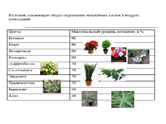 Лечат ли комнатные растения простуду проект