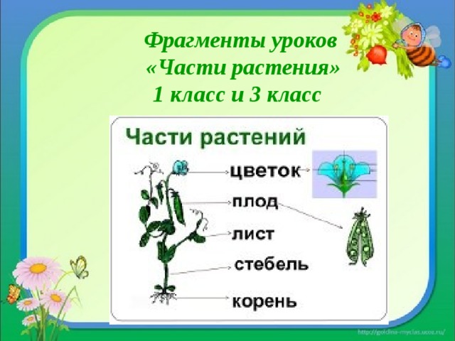Фрагменты уроков «Части растения» 1 класс и 3 класс  