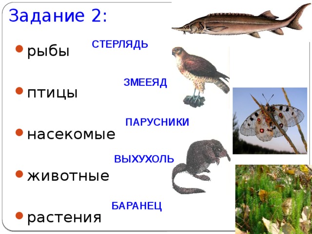 Задание 2: СТЕРЛЯДЬ рыбы птицы насекомые животные растения ЗМЕЕЯД ПАРУСНИКИ ВЫХУХОЛЬ БАРАНЕЦ 