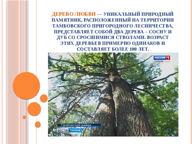 Дерево Любви  — уникальный природный памятник, расположенный на территории Тамбовского пригородного лесничества, представляет собой два дерева – сосну и дуб со сросшимися стволами. Возраст этих деревьев примерно одинаков и составляет более 100 лет. 