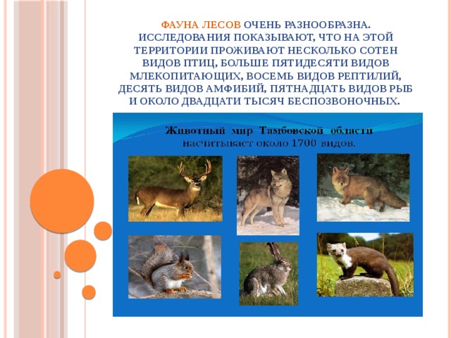 Фауна лесов очень разнообразна. Исследования показывают, что на этой территории проживают несколько сотен видов птиц, больше пятидесяти видов млекопитающих, восемь видов рептилий, десять видов амфибий, пятнадцать видов рыб и около двадцати тысяч беспозвоночных. 