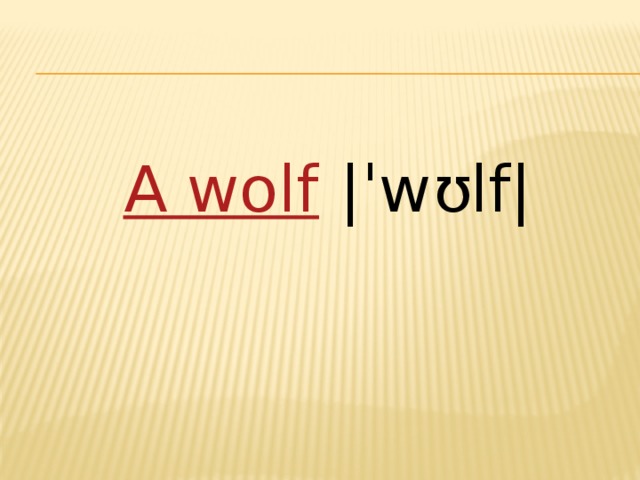 A wolf  |ˈwʊlf|   