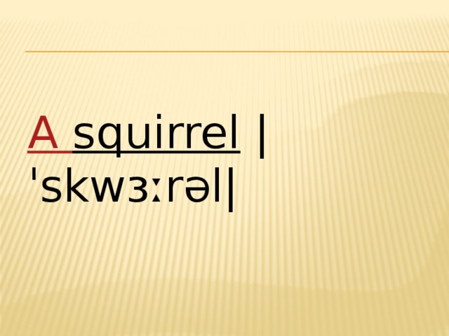 А squirrel  |ˈskwɜːrəl| 