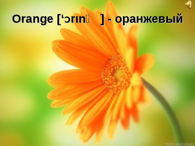 Orange [‘ Ɔ r ι nʤ] - оранжевый 