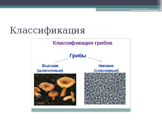 Высшие грибы. Классификация грибов микробиология схема. Классификация плесневых грибов таблица. Классификация грибов плесневые. Классификация низших грибов.