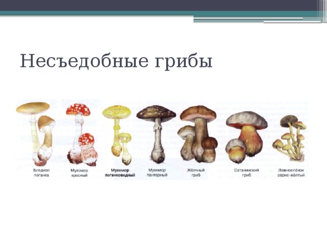 Несъедобные грибы 