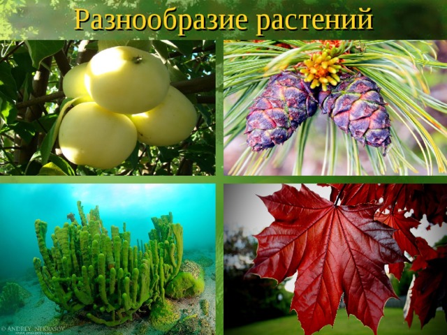 Разнообразие растений 
