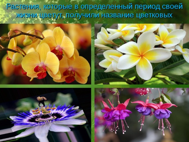 Растения, которые в определенный период своей жизни цветут, получили название цветковых 