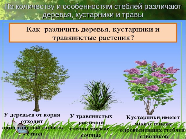 По количеству и особенностям стеблей различают деревья, кустарники и травы 
