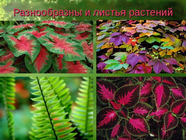 Разнообразны и листья растений 