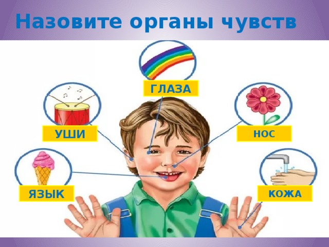 Органы чувств человека 2 класс. Органы чувств глаза. Органы функции глаза уши кожа язык. Памятка про нос.