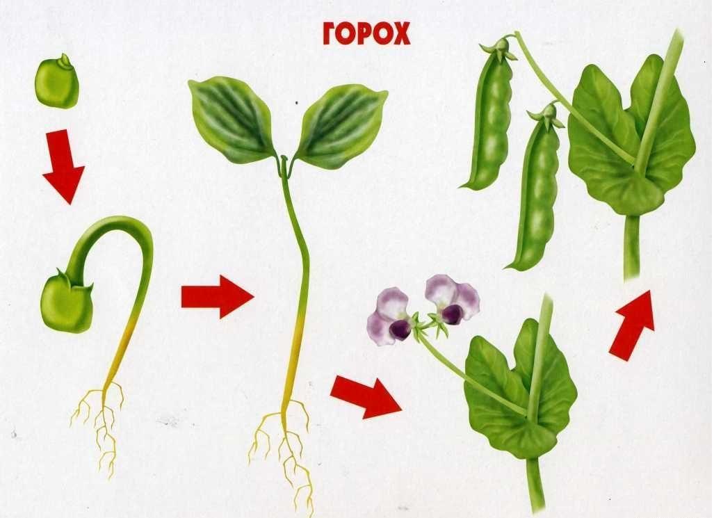 Горох посадка схема