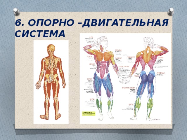 Интеллект карта опорно двигательная система