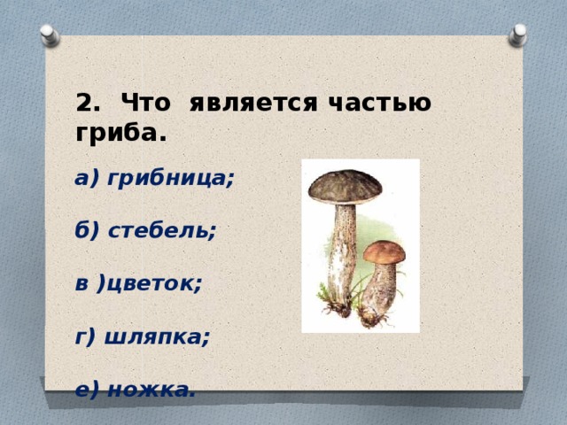 Что не является. Что не является частью гриба. Что является частью гриба. Что является главной частью гриба. Что не является частью гриба грибница.