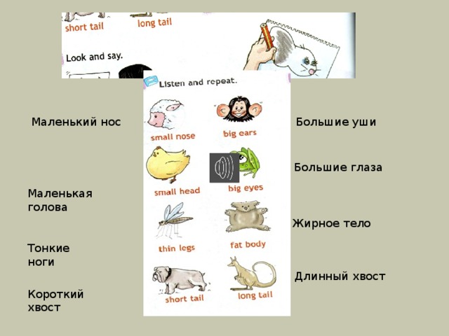 Tail перевод на русский