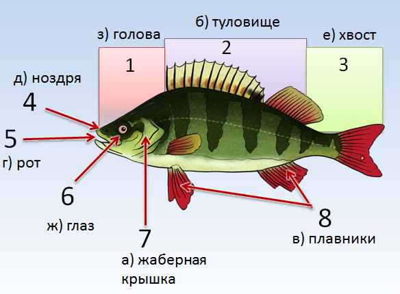 Части рыбы для детей картинка