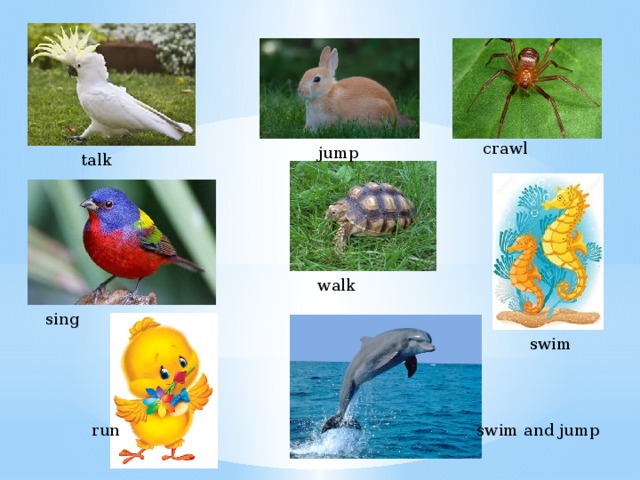 Crawl spider fly bird jump rabbit swim. Crawl Jump Swim Fly Sing. Crawl Spider Fly Bird Jump Rabbit Swim Seahorse walk Tortoise talk Parrot. Слова Crawl Fly talk Jump Swim walk. Animals can Jump Swim.