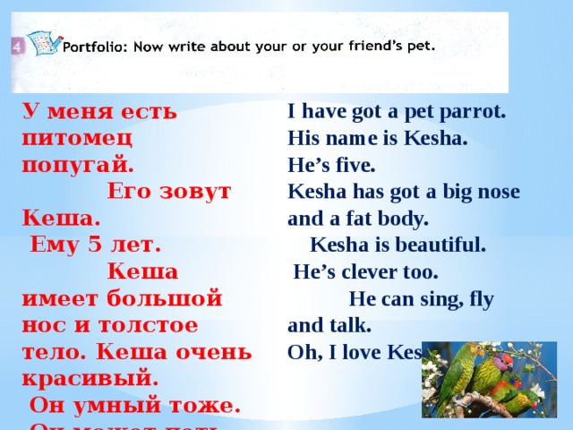 Write about a pet. Проект по английскому языку про попугая. Рассказ о попугае на английском языке. Рассказ про попугая на английском. Рассказ о попугае на английском 4 класс.