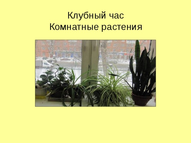 Клубный час  Комнатные растения  