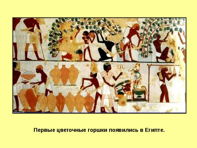 Слайд 1 Первые цветочные горшки появились в Египте.   