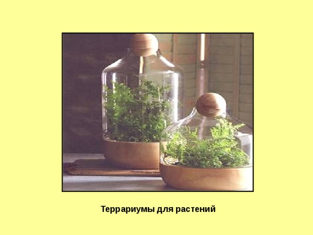 Слайд 5 Террариумы для растений  