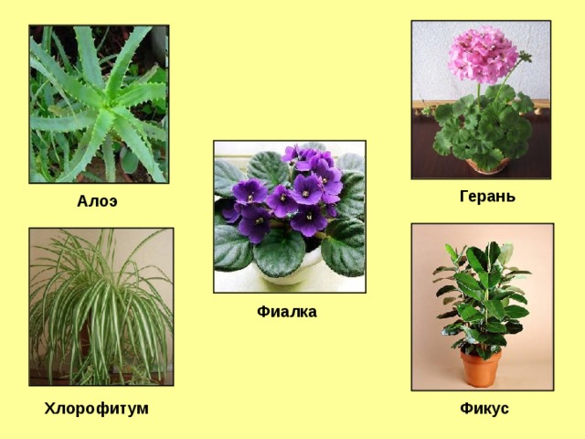 Герань Алоэ Слайд 6 Фиалка Хлорофитум Фикус  