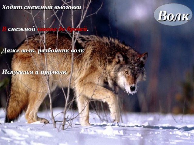 Ходит снежный вьюговей В снежной шапке до бровей . Даже волк, разбойник волк Испугался и примолк. Волк волк 