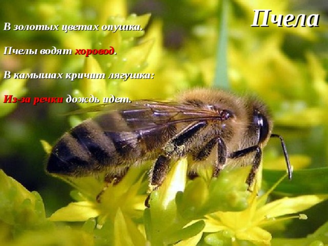 Пчела В золотых цветах опушка. Пчелы водят хоровод . В камышах кричит лягушка: Из-за речки дождь идет. 