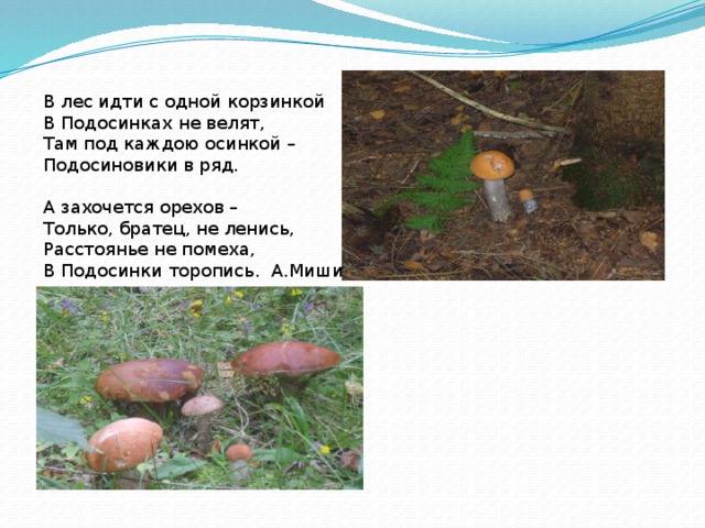В лес идти с одной корзинкой В Подосинках не велят, Там под каждою осинкой – Подосиновики в ряд. А захочется орехов – Только, братец, не ленись, Расстоянье не помеха, В Подосинки торопись. А.Мишин 