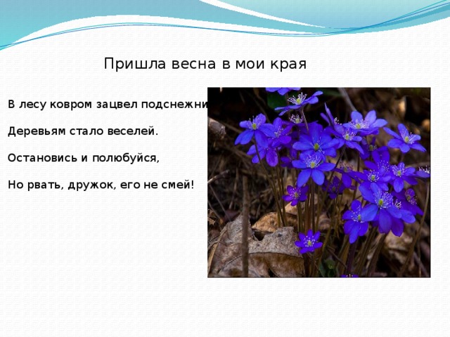 Пришла весна в мои края В лесу ковром зацвел подснежник Деревьям стало веселей. Остановись и полюбуйся, Но рвать, дружок, его не смей! 