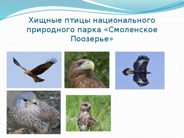 Хищные птицы национального природного парка «Смоленское Поозерье» 
