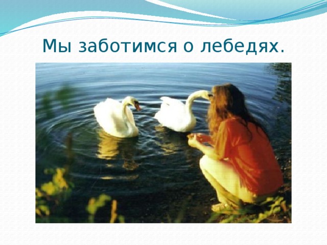 Мы заботимся о лебедях. 