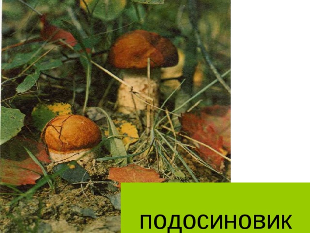  подосиновик 