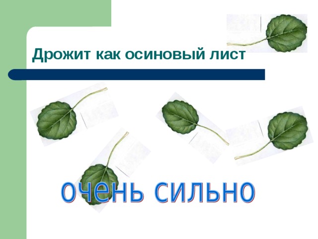 Дрожит как осиновый лист 