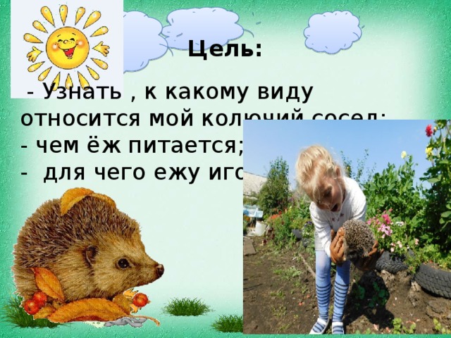 К какому классу относятся ежи. Еж относится к хоботным. Ёжик в библиотеке