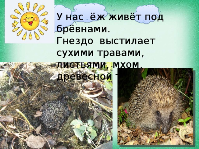 К какому классу относятся ежи