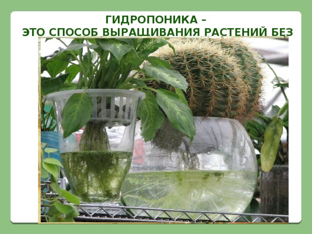 Гидропоника –  это способ выращивания растений без почвы. 