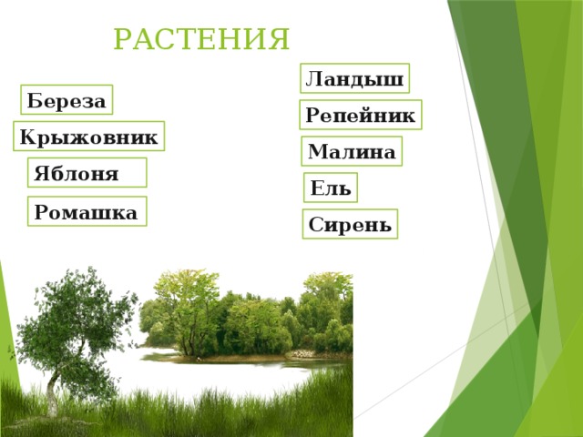 Какие бывают растения 2 класс технологическая карта. Ландыши у березы. Какие бывают растения 3 класс. Какие бывают предельные растения. Какие бывают растения в русском языке.