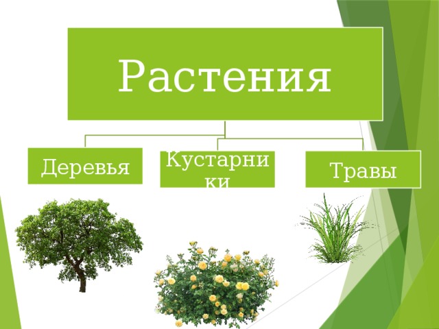 Какие бывают растения 2. Дерево кустарник травянистое растение. Надпись растения. Какие бывают растения деревья. Таблица деревья кустарники травы.