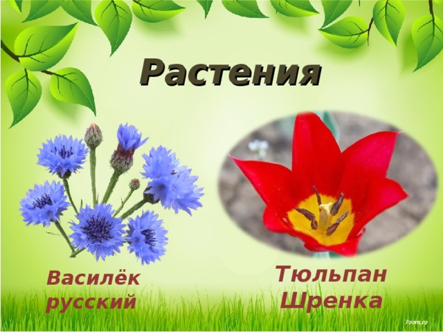 Растения Тюльпан Шренка Василёк русский 