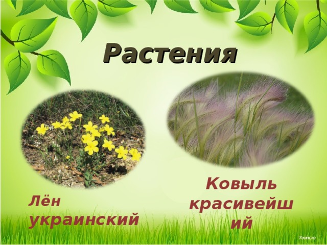 Растения Ковыль красивейший Лён украинский  