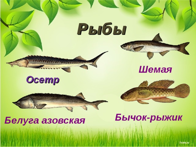 Рыбы Шемая Осетр  Бычок-рыжик Белуга азовская 